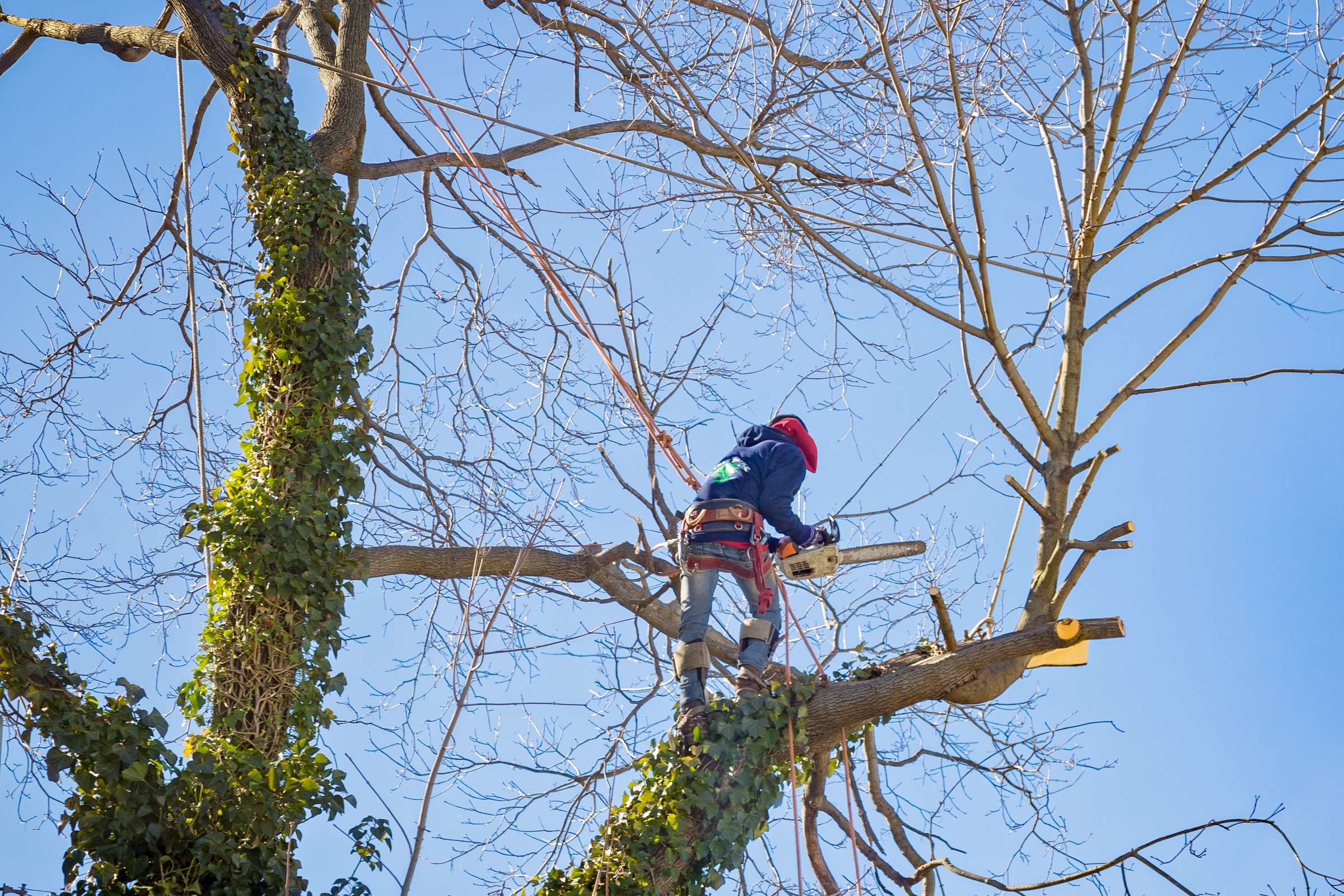 tree-service-worker-arborist-pruning-large-branche-2022-03-08-05-19-28-utc