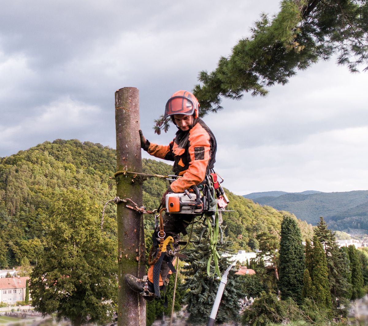 arborist blog image 2